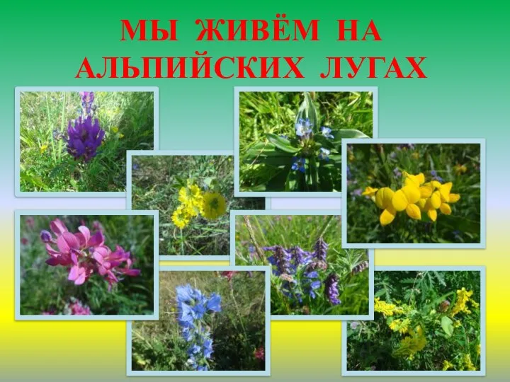 МЫ ЖИВЁМ НА АЛЬПИЙСКИХ ЛУГАХ