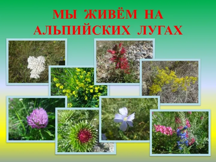 МЫ ЖИВЁМ НА АЛЬПИЙСКИХ ЛУГАХ