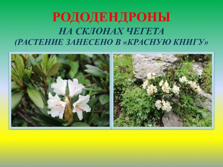 РОДОДЕНДРОНЫ НА СКЛОНАХ ЧЕГЕТА (РАСТЕНИЕ ЗАНЕСЕНО В «КРАСНУЮ КНИГУ»