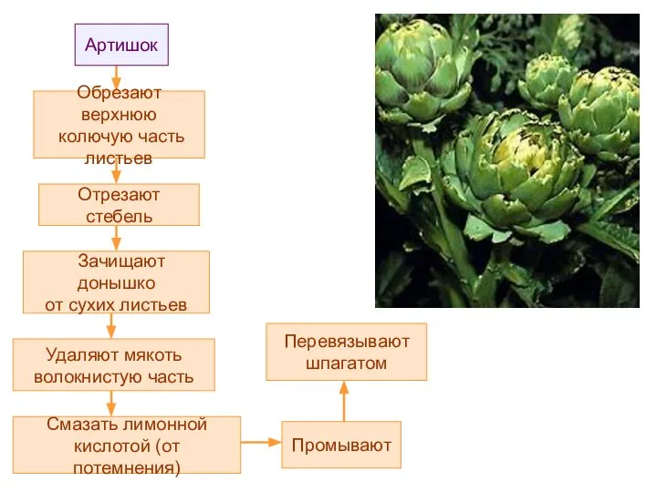 Артишок Удаляют мякоть волокнистую часть Зачищают донышко от сухих листьев Отрезают