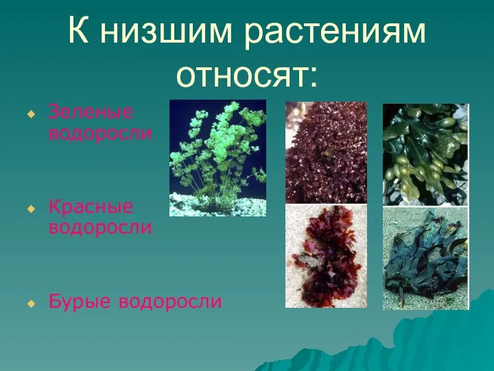 К низшим растениям относят: Зеленые водоросли Красные водоросли Бурые водоросли