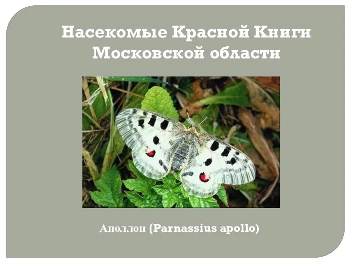 Насекомые Красной Книги Московской области Аполлон (Parnassius apollo)