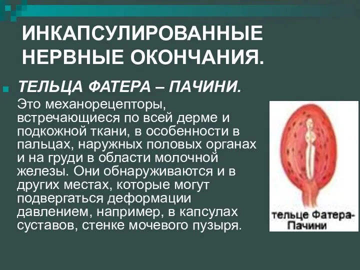 ИНКАПСУЛИРОВАННЫЕ НЕРВНЫЕ ОКОНЧАНИЯ. ТЕЛЬЦА ФАТЕРА – ПАЧИНИ. Это механорецепторы, встречающиеся по