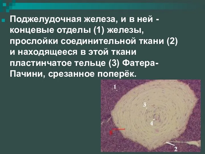 Поджелудочная железа, и в ней - концевые отделы (1) железы, прослойки