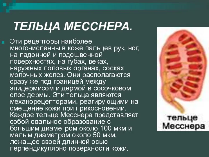 ТЕЛЬЦА МЕССНЕРА. Эти рецепторы наиболее многочисленны в коже пальцев рук, ног,