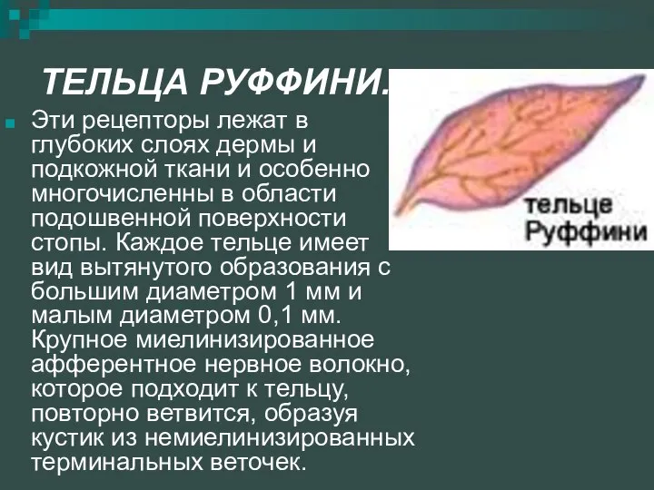 ТЕЛЬЦА РУФФИНИ. Эти рецепторы лежат в глубоких слоях дермы и подкожной