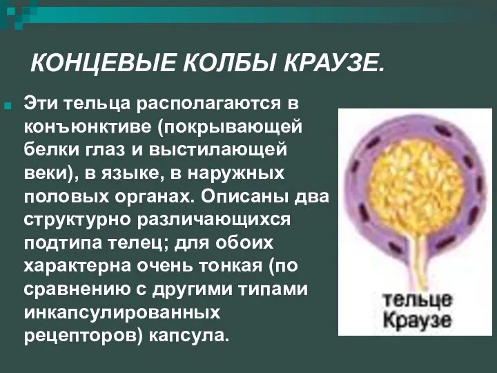 Эти тельца располагаются в конъюнктиве (покрывающей белки глаз и выстилающей веки),