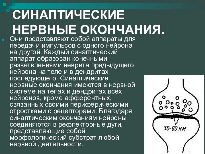 СИНАПТИЧЕСКИЕ НЕРВНЫЕ ОКОНЧАНИЯ. Они представляют собой аппараты для передачи импульсов с