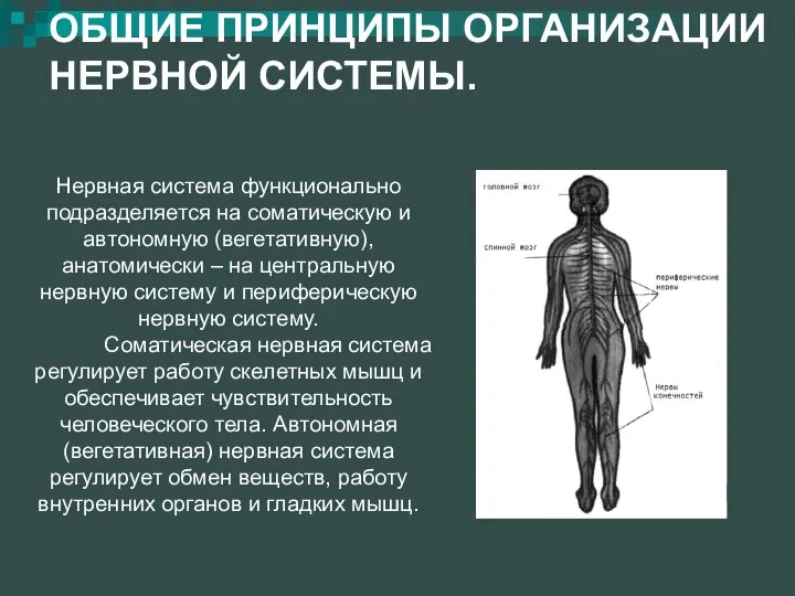 ОБЩИЕ ПРИНЦИПЫ ОРГАНИЗАЦИИ НЕРВНОЙ СИСТЕМЫ. Нервная система функционально подразделяется на соматическую