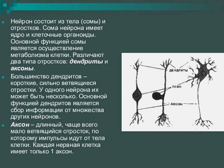 Нейрон состоит из тела (сомы) и отростков. Сома нейрона имеет ядро