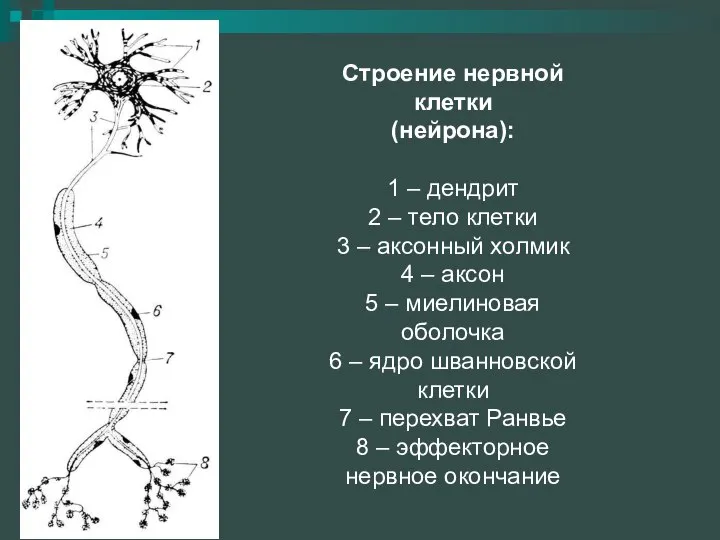 Строение нервной клетки (нейрона): 1 – дендрит 2 – тело клетки