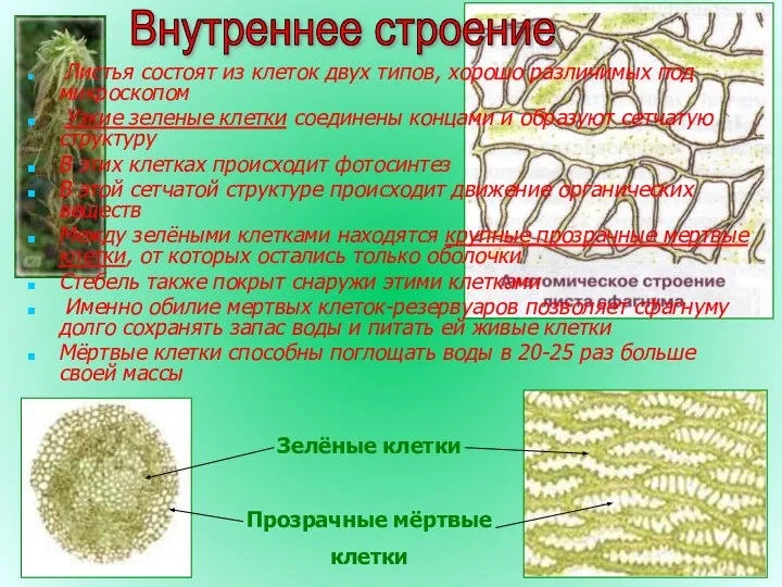 Внутреннее строение Листья состоят из клеток двух типов, хорошо различимых под