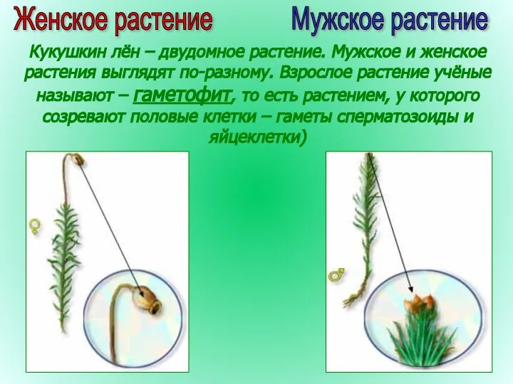 Женское растение Мужское растение Кукушкин лён – двудомное растение. Мужское и