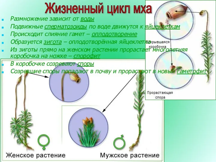 Жизненный цикл мха Размножение зависит от воды Подвижные сперматозоиды по воде