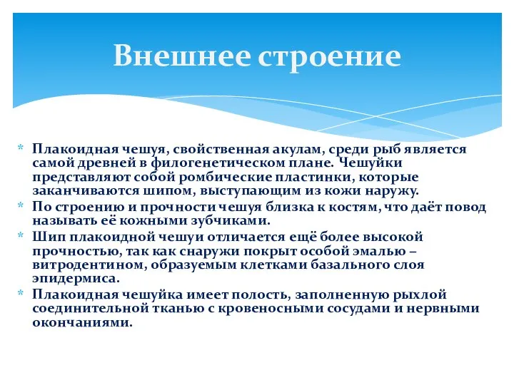 Плакоидная чешуя, свойственная акулам, среди рыб является самой древней в филогенетическом