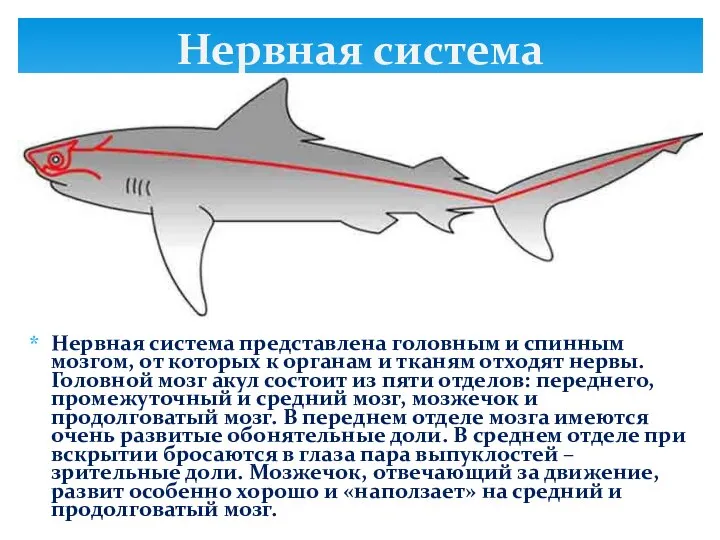 Нервная система представлена головным и спинным мозгом, от которых к органам