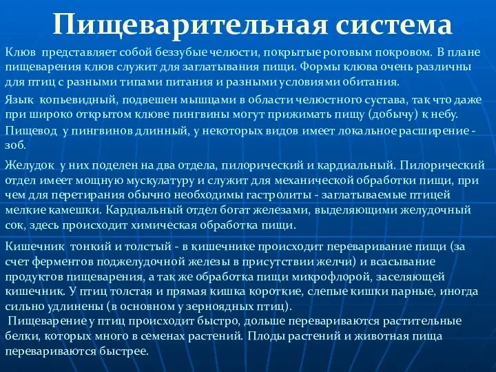 Пищеварительная система Язык копьевидный, подвешен мышцами в области челюстного сустава, так