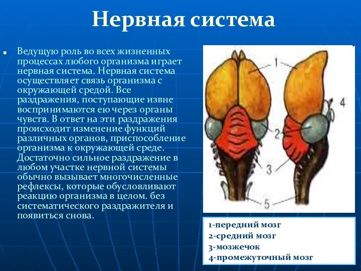 Нервная система Ведущую роль во всех жизненных процессах любого организма играет