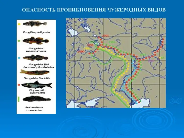 ОПАСНОСТЬ ПРОНИКНОВЕНИЯ ЧУЖЕРОДНЫХ ВИДОВ