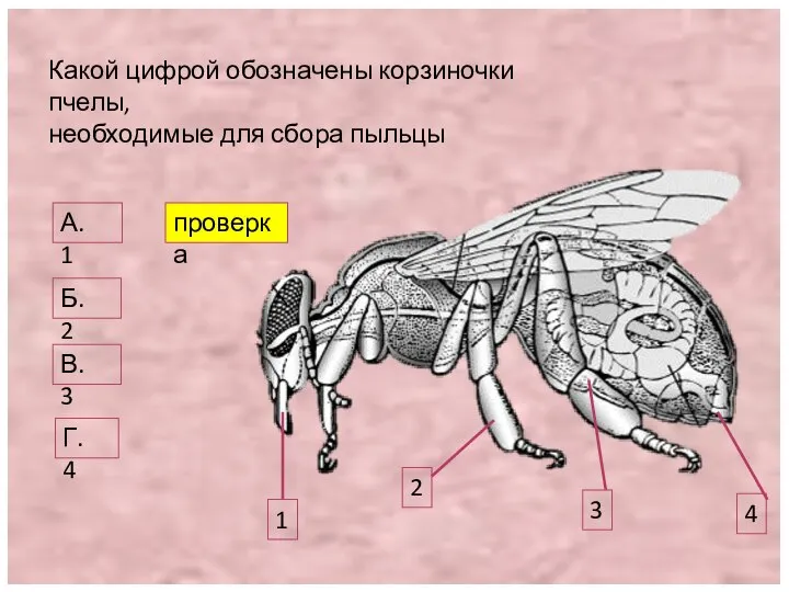 Какой цифрой обозначены корзиночки пчелы, необходимые для сбора пыльцы 1 2