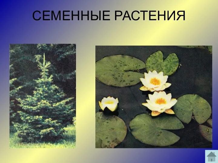 СЕМЕННЫЕ РАСТЕНИЯ