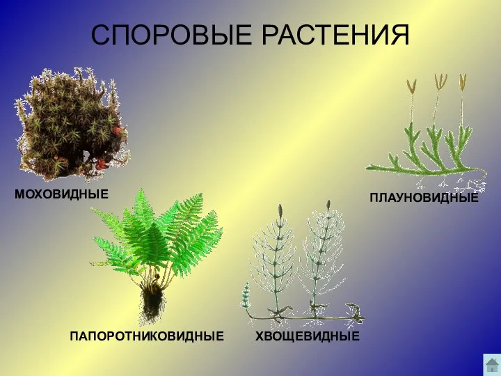 СПОРОВЫЕ РАСТЕНИЯ ПЛАУНОВИДНЫЕ ХВОЩЕВИДНЫЕ ПАПОРОТНИКОВИДНЫЕ МОХОВИДНЫЕ