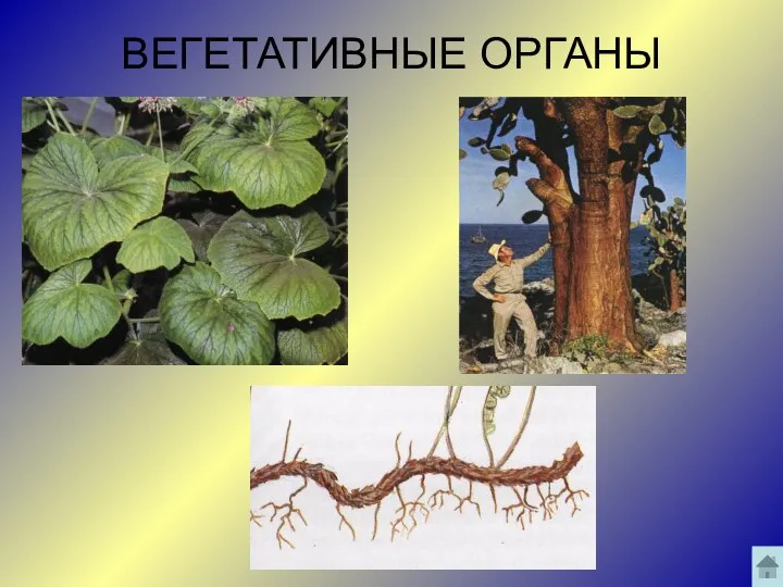 ВЕГЕТАТИВНЫЕ ОРГАНЫ