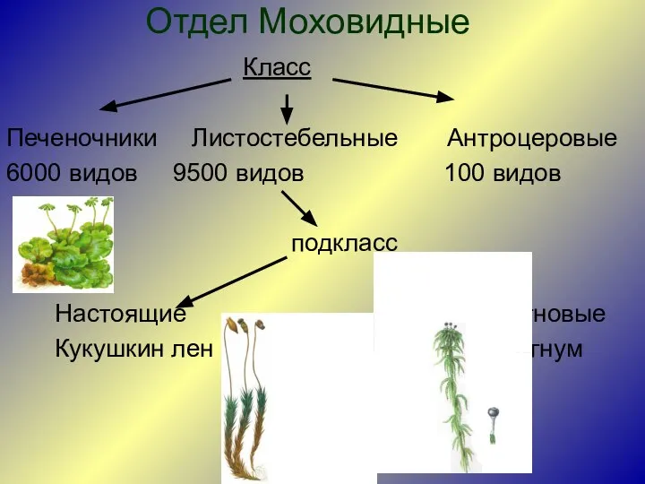 Отдел Моховидные Класс Печеночники Листостебельные Антроцеровые 6000 видов 9500 видов 100