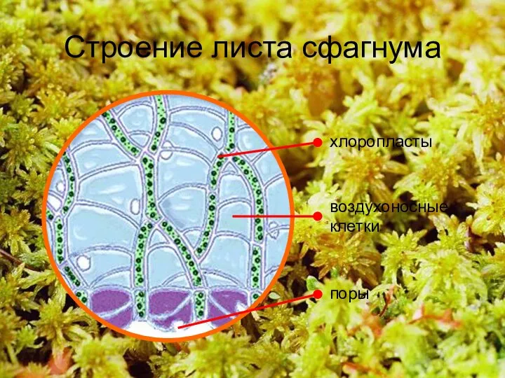 Строение листа сфагнума