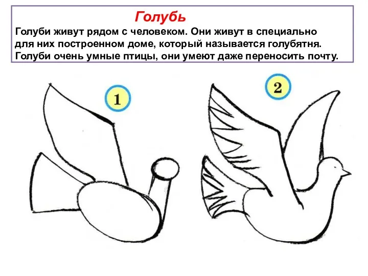 Голубь Голуби живут рядом с человеком. Они живут в специально для