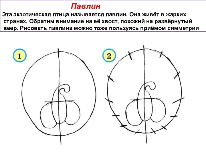 Павлин Эта экзотическая птица называется павлин. Она живёт в жарких странах.