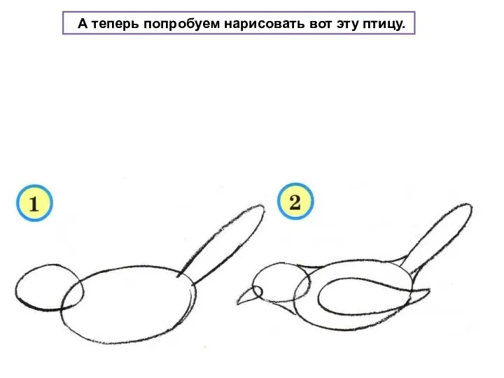 А теперь попробуем нарисовать вот эту птицу.