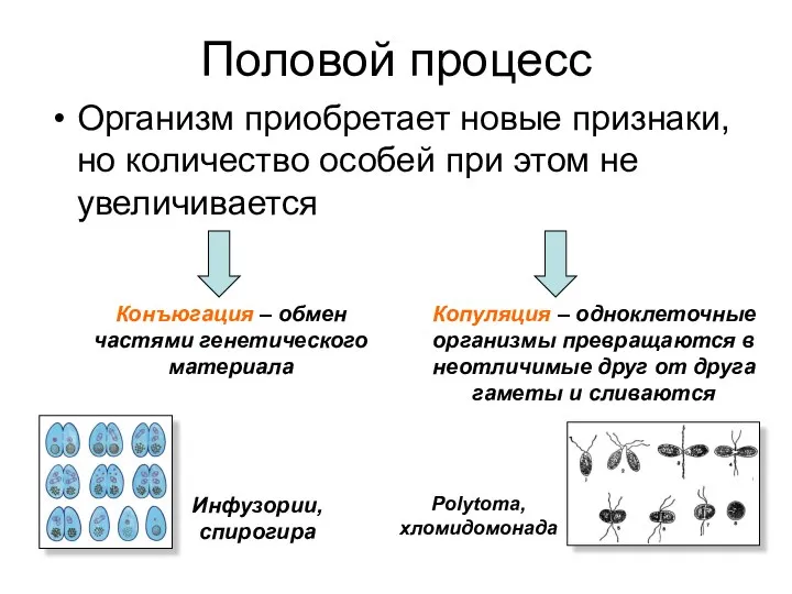 Половой процесс Организм приобретает новые признаки, но количество особей при этом