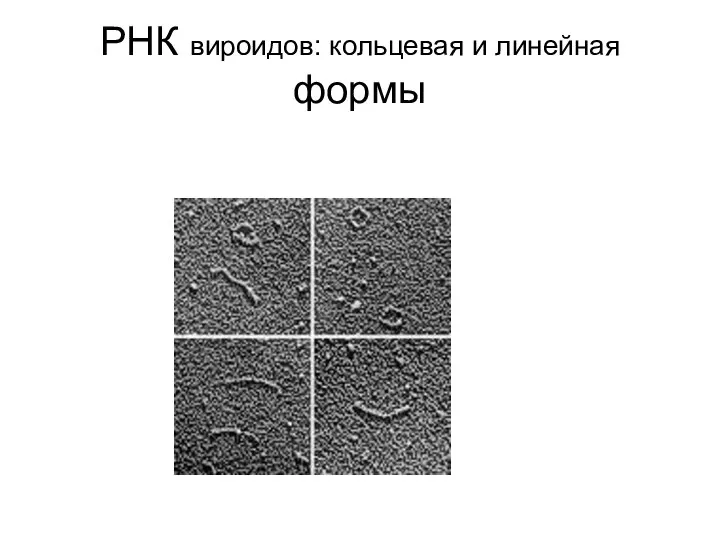 РНК вироидов: кольцевая и линейная формы