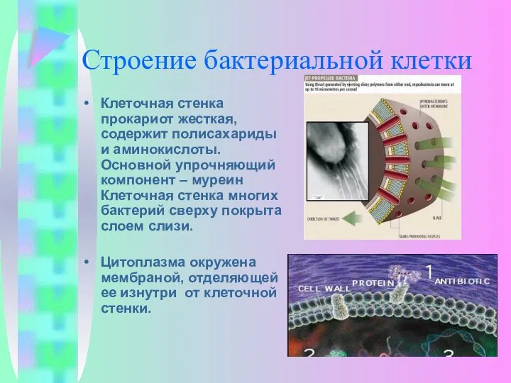 Строение бактериальной клетки Клеточная стенка прокариот жесткая, содержит полисахариды и аминокислоты.