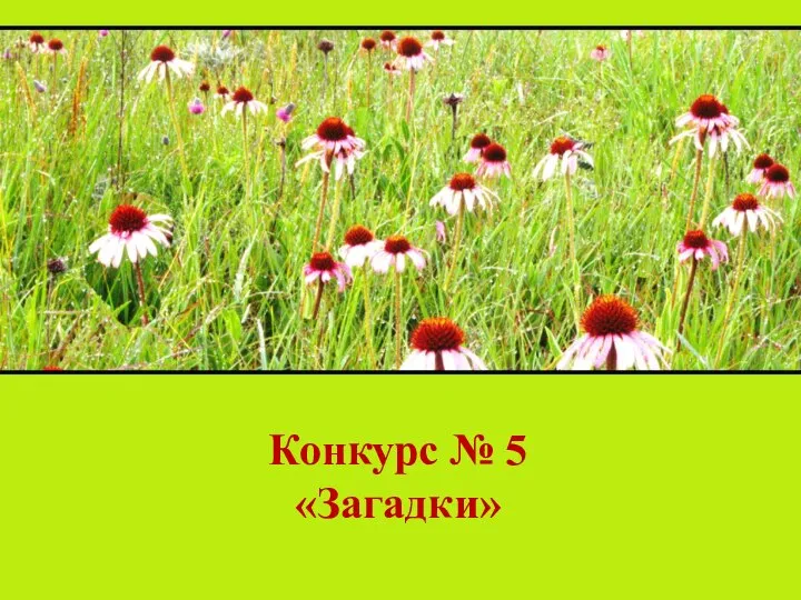 Конкурс № 5 «Загадки»