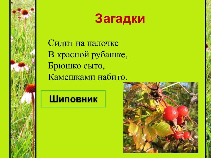 Загадки Сидит на палочке В красной рубашке, Брюшко сыто, Камешками набито. Шиповник