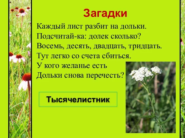 Загадки Каждый лист разбит на дольки. Подсчитай-ка: долек сколько? Восемь, десять,