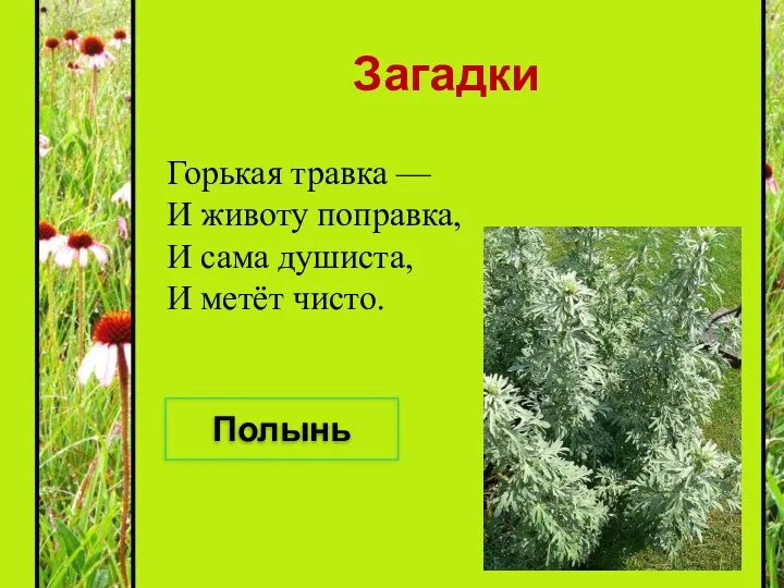 Загадки Горькая травка — И животу поправка, И сама душиста, И метёт чисто. Полынь