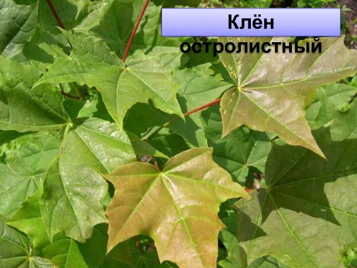 Клён остролистный