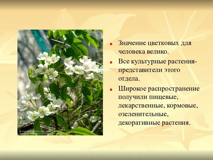 Значение цветковых для человека велико. Все культурные растения- представители этого отдела.