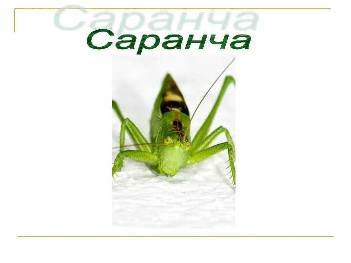 Саранча