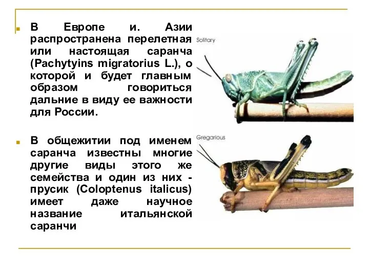 В Европе и. Азии распространена перелетная или настоящая саранча (Pachytyins migratorius