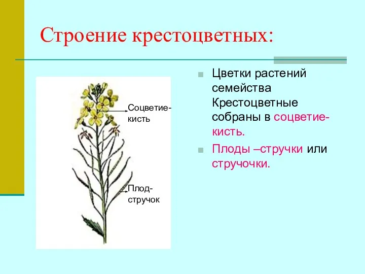 Строение крестоцветных: Цветки растений семейства Крестоцветные собраны в соцветие- кисть. Плоды