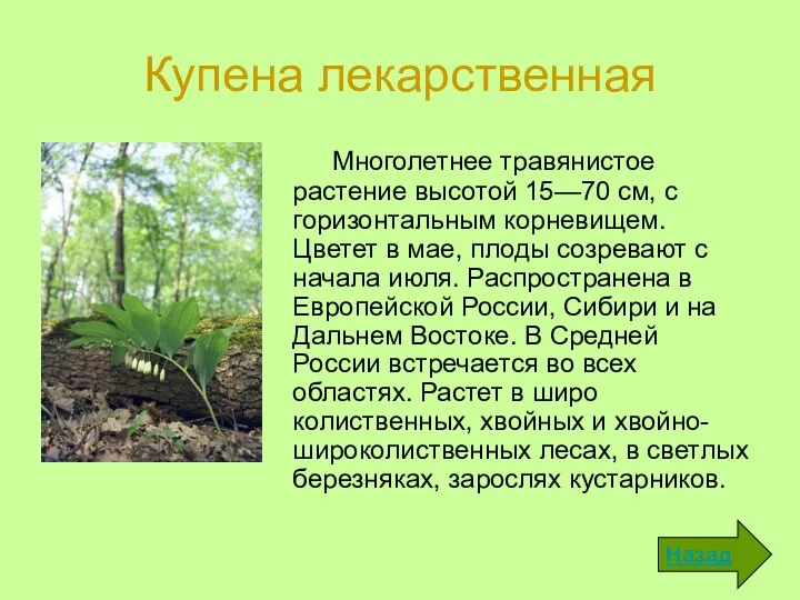 Купена лекарственная Многолетнее травянистое растение высотой 15—70 см, с горизон­тальным корневищем.