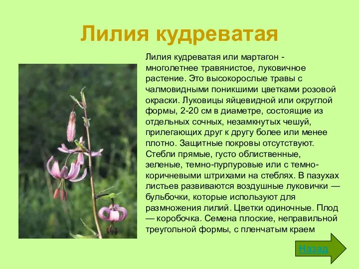 Лилия кудреватая Назад Лилия кудреватая или мартагон - многолетнее травянистое, луковичное