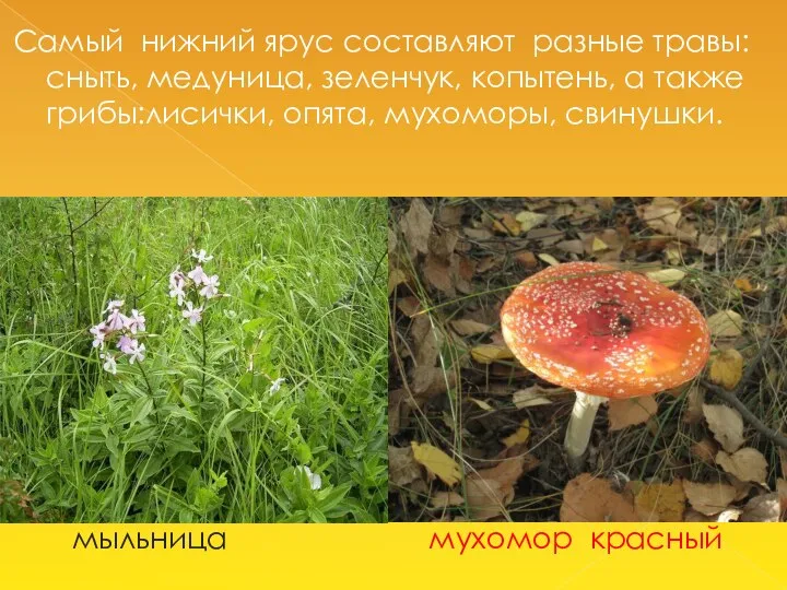 Самый нижний ярус составляют разные травы: сныть, медуница, зеленчук, копытень, а