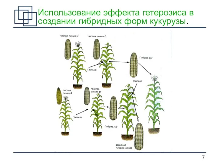 Использование эффекта гетерозиса в создании гибридных форм кукурузы.