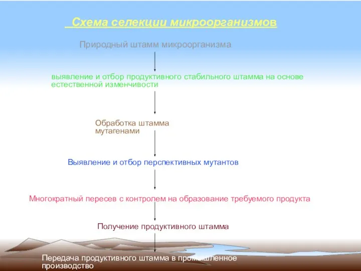 Схема селекции микроорганизмов Природный штамм микроорганизма выявление и отбор продуктивного стабильного