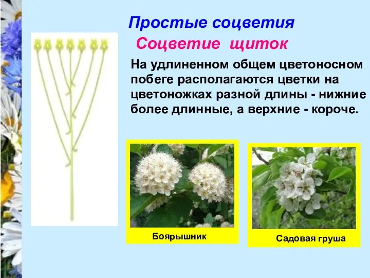 Простые соцветия Соцветие щиток На удлиненном общем цветоносном побеге располагаются цветки